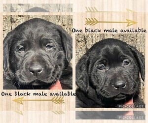 Labrador Retriever Litter for sale in BROWNS VALLEY, CA, USA