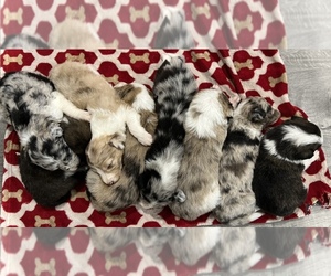 Bordoodle Litter for sale in MADISON, AL, USA