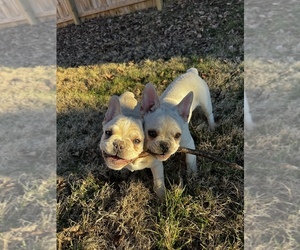 French Bulldog Litter for sale in HAMILTON, OH, USA
