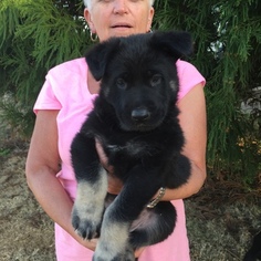 German Shepherd Dog Litter for sale in NEWBORN, GA, USA