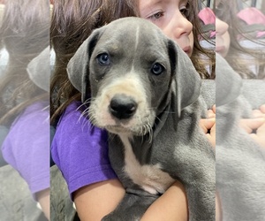 Great Dane Litter for sale in BRIONES, CA, USA