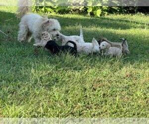 Bichpoo Litter for sale in ETNA GREEN, IN, USA