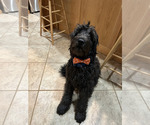 Small Photo #1 Goldendoodle Puppy For Sale in WATKINSVILLE, GA, USA