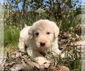 Labradoodle Litter for sale in LITCHFIELD, ME, USA