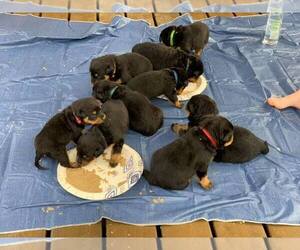 Rottweiler Litter for sale in ATHENS, GA, USA