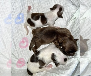 Shih Tzu Litter for sale in HAYWARD, CA, USA