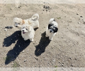 Medium Lhasa Apso-Maltipoo Mix