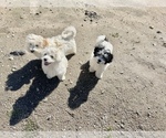 Small Photo #1 Lhasa Apso-Maltipoo Mix Puppy For Sale in HIGHLAND, CA, USA