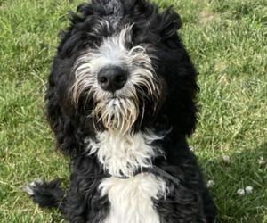 Bernedoodle-Poodle (Miniature) Mix Litter for sale in LINTON, IN, USA