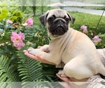 Small Photo #1 Pug Puppy For Sale in CHICAGO, IL, USA