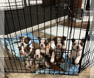 Boston Terrier Litter for sale in STATESVILLE, NC, USA