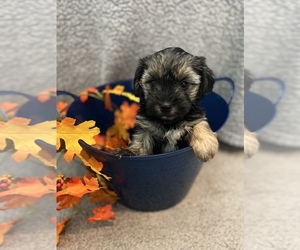 Morkie Litter for sale in HAMPSTEAD, NC, USA