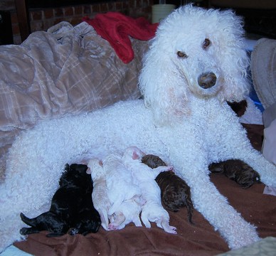 Medium Photo #1 Poodle (Standard) Puppy For Sale in BANKS, OR, USA