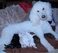 Small Photo #1 Poodle (Standard) Puppy For Sale in BANKS, OR, USA