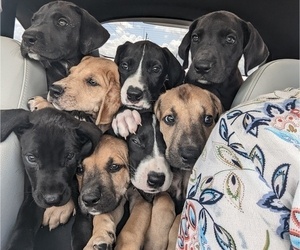 Great Dane Litter for sale in PEARLAND, TX, USA