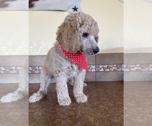 Poodle (Standard) Litter for sale in ODONNELL, TX, USA