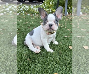 French Bulldog Litter for sale in GOODYEAR, AZ, USA