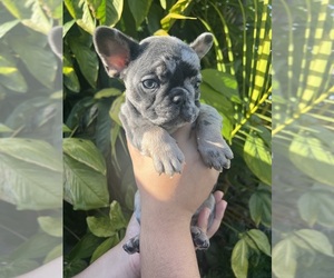 French Bulldog Litter for sale in LONG BEACH, CA, USA