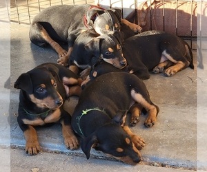Manchester Terrier (Toy)-Mutt Mix Litter for sale in MOHAVE VALLEY, AZ, USA
