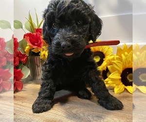 Labradoodle Litter for sale in MIDDLESEX, NC, USA