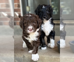 Bernedoodle Litter for sale in BLUE SPRINGS, MO, USA