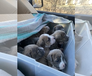 American Bully-American Pit Bull Terrier Mix Litter for sale in APPLE VALLEY, MN, USA