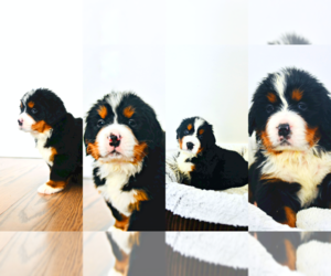 Bernese Mountain Dog Litter for sale in FISHER, IL, USA
