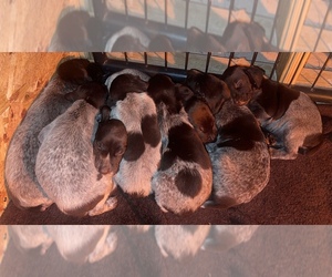 German Shorthaired Pointer Litter for sale in CAMILLA, GA, USA
