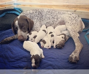 German Shorthaired Pointer Litter for sale in WILMINGTON, NC, USA