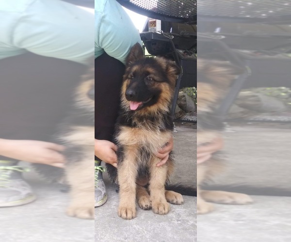 Medium Photo #1 German Shepherd Dog Puppy For Sale in MARION, IN, USA