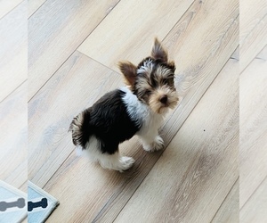 Yorkshire Terrier Litter for sale in LA SIERRA, CA, USA