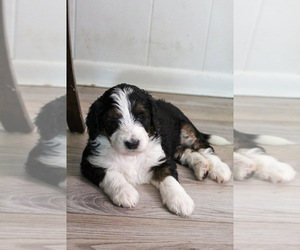 Bernedoodle Litter for sale in CHRISTIANA, PA, USA