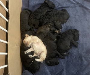 Poodle (Standard) Litter for sale in GOLDENDALE, WA, USA