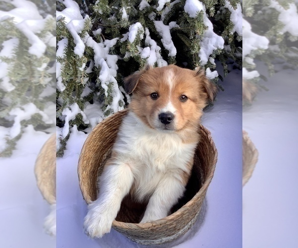 Medium Photo #1 Miniature Australian Shepherd Puppy For Sale in HILLSBORO, WI, USA