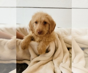 Labradoodle Litter for sale in GERMANTOWN, OH, USA