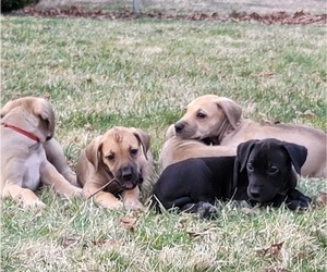 Great Dane Litter for sale in MASON COVE, VA, USA