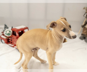Italian Greyhound Litter for sale in HEREFORD, TX, USA