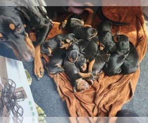 Transylvanian Hound Litter for sale in EVANS MILLS, NY, USA