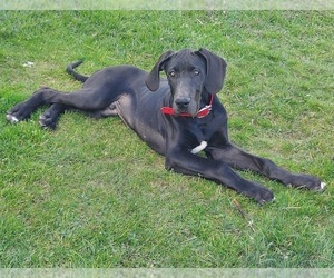 Great Dane Litter for sale in SANDY LAKE, PA, USA