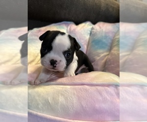 Boston Terrier Litter for sale in CULLMAN, AL, USA