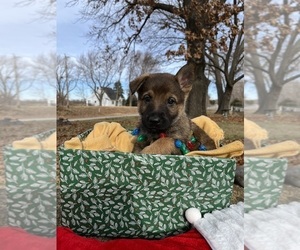 German Shepherd Dog Litter for sale in KANSAS CITY, KS, USA