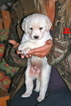 Small Photo #1 Labradoodle Puppy For Sale in LAKE ELSINORE, CA, USA