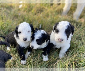 Sheepadoodle Litter for sale in MONTEVIEW, ID, USA