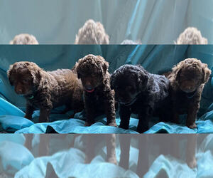 Aussiedoodle Miniature Litter for sale in BLOOMFIELD, IN, USA