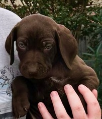 German Shorthaired Pointer Litter for sale in CROWLEY, TX, USA