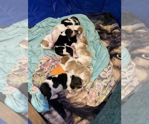 Basset Hound Litter for sale in NORMAN, OK, USA