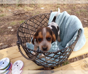 Beagle Litter for sale in GROVESPRING, MO, USA