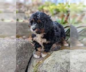 Miniature Bernedoodle Litter for sale in ALLEGHENYVILLE, PA, USA