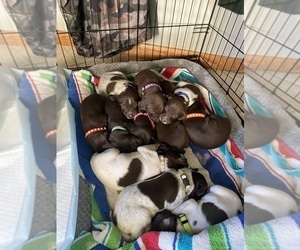 German Shorthaired Pointer Litter for sale in PIERRE, SD, USA