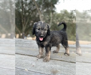 Bernedoodle Litter for sale in COPPEROPOLIS, CA, USA